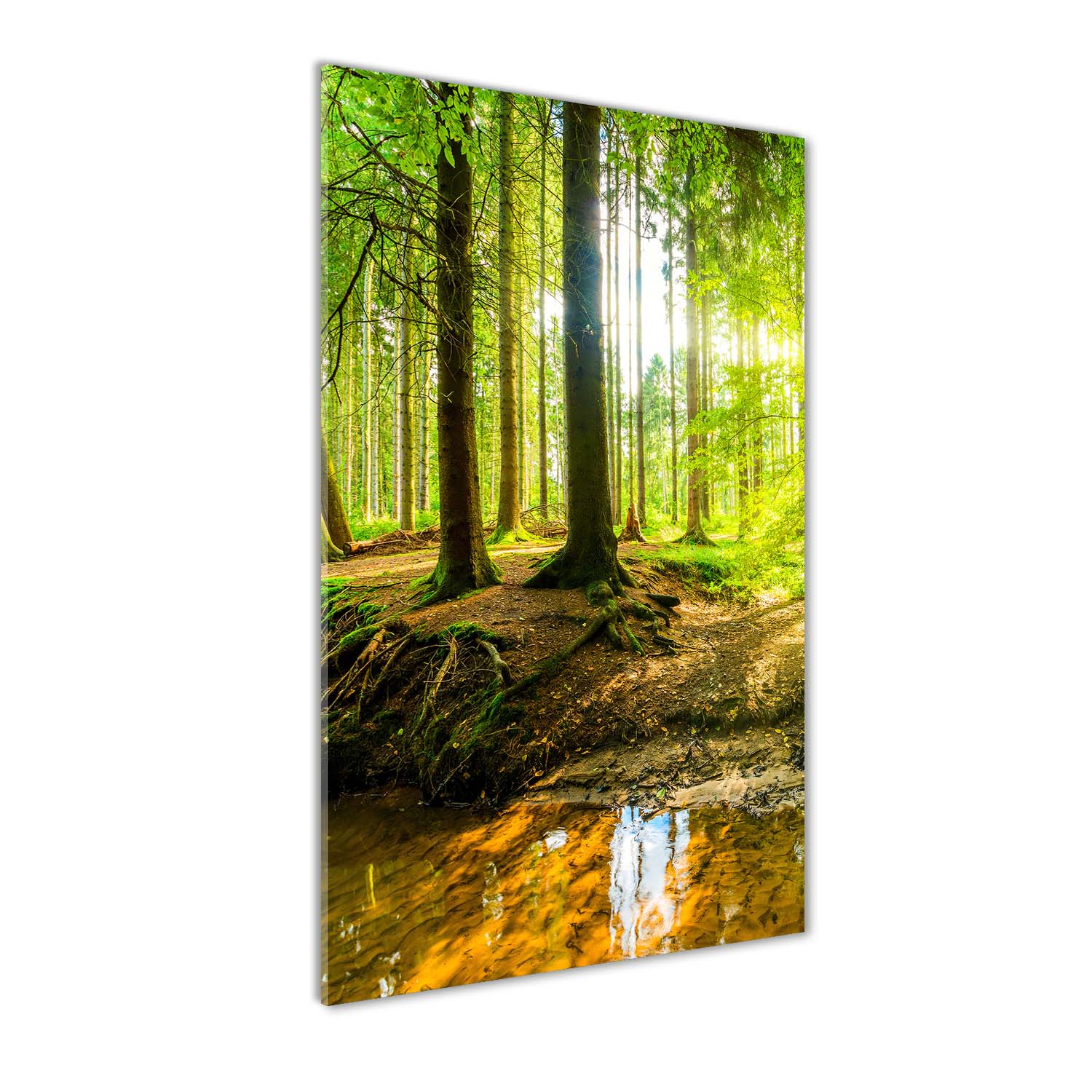 

Foto obraz akryl do salonu Słońce w lesie 60x120cm