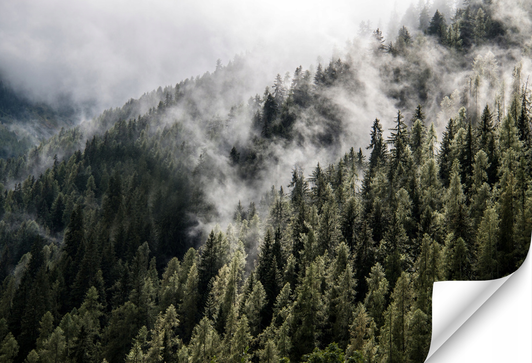 Fototapeta 3d na Wymiar do Salonu Sypialni LAS WE MGLE Winylowa Laminowana