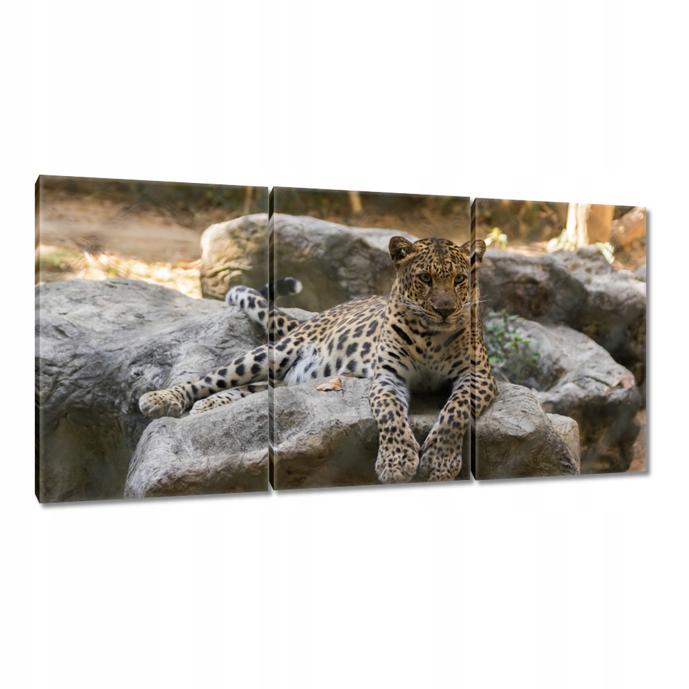 

Obrazy 120x60 Lampart