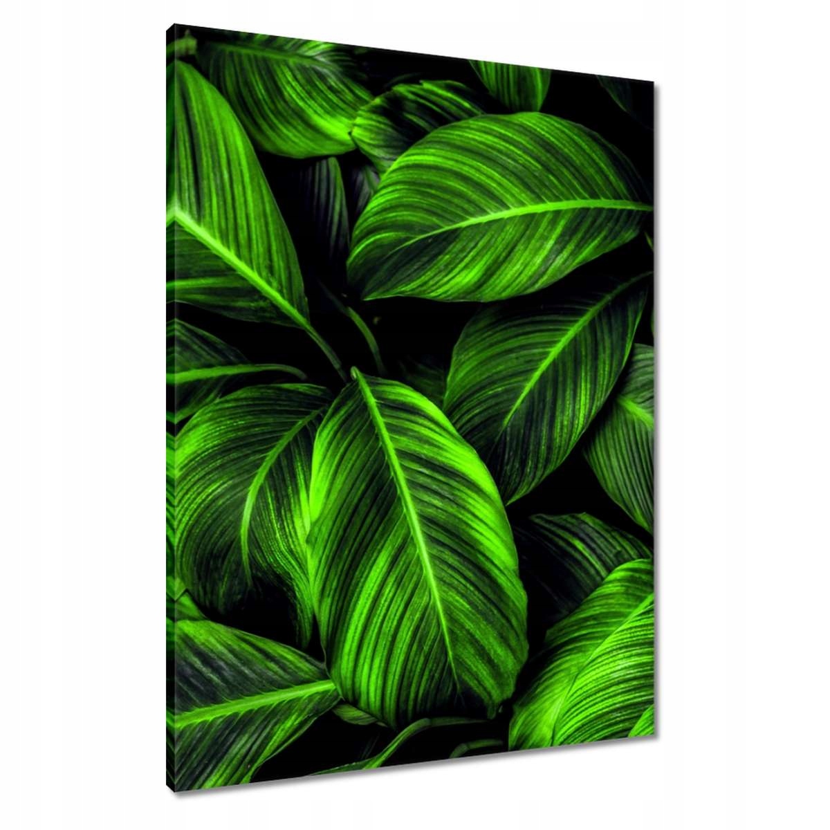 Obrazy 60x80 Zelené listy