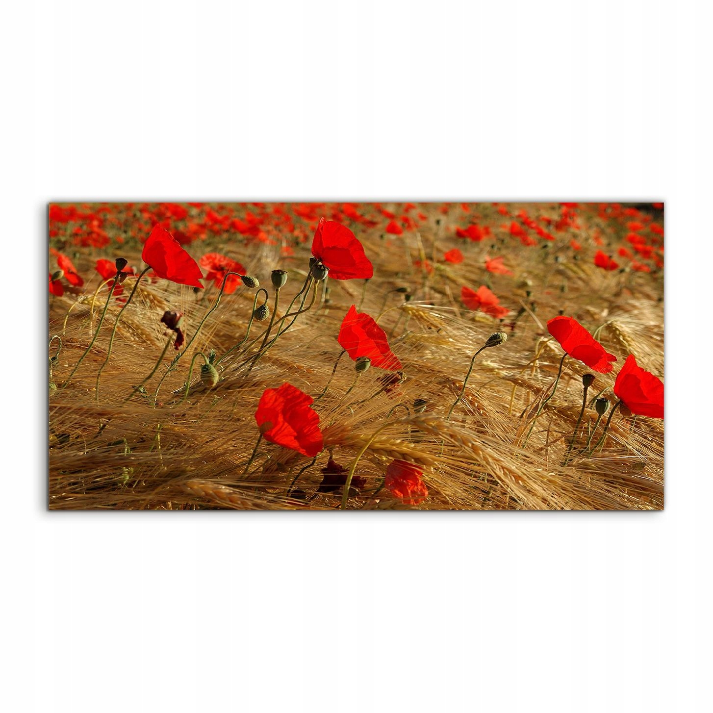 Obraz 120x60 ako darček Pole Kvety Maky s grafikou