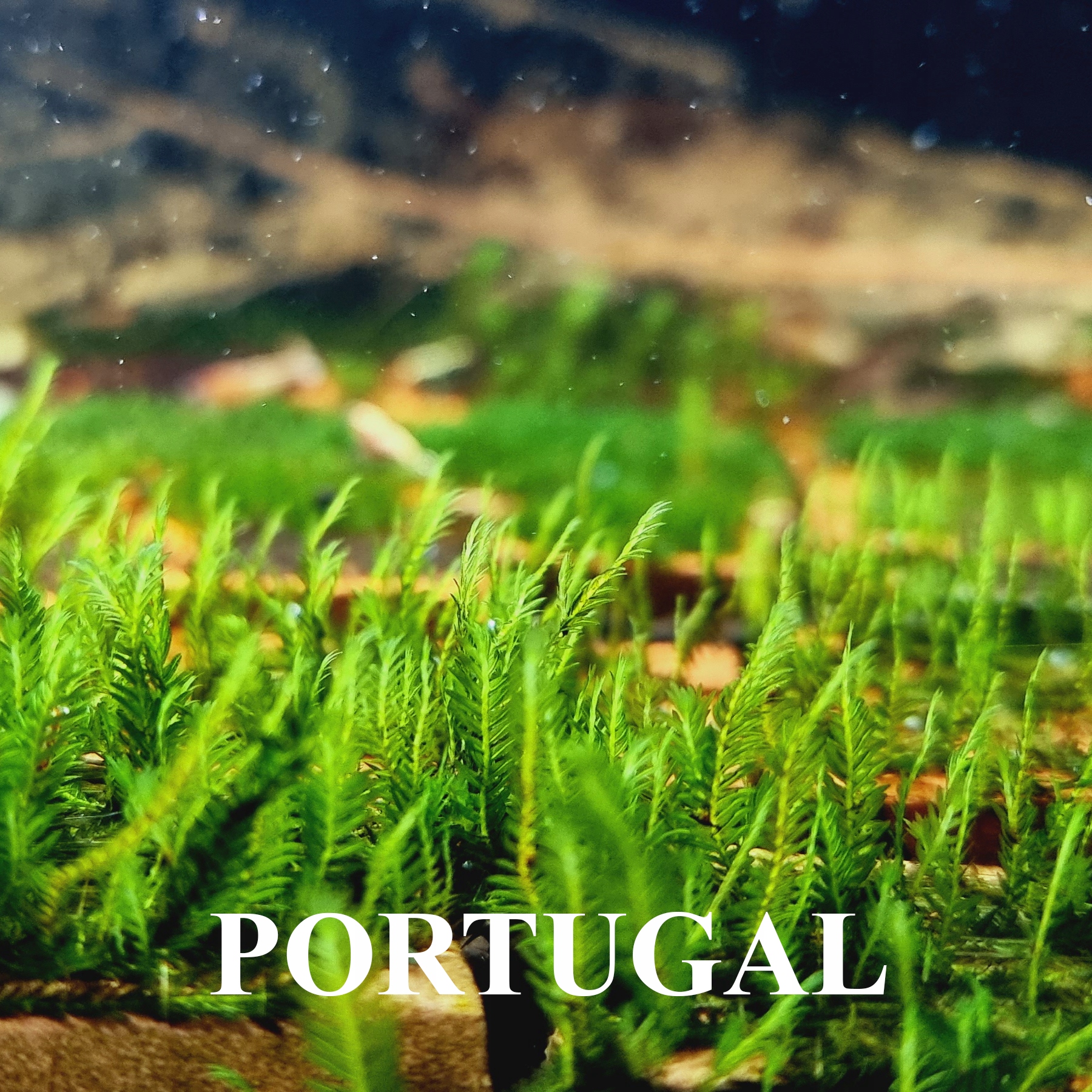Fissidens Portugal 10gałązek RARYTAS
