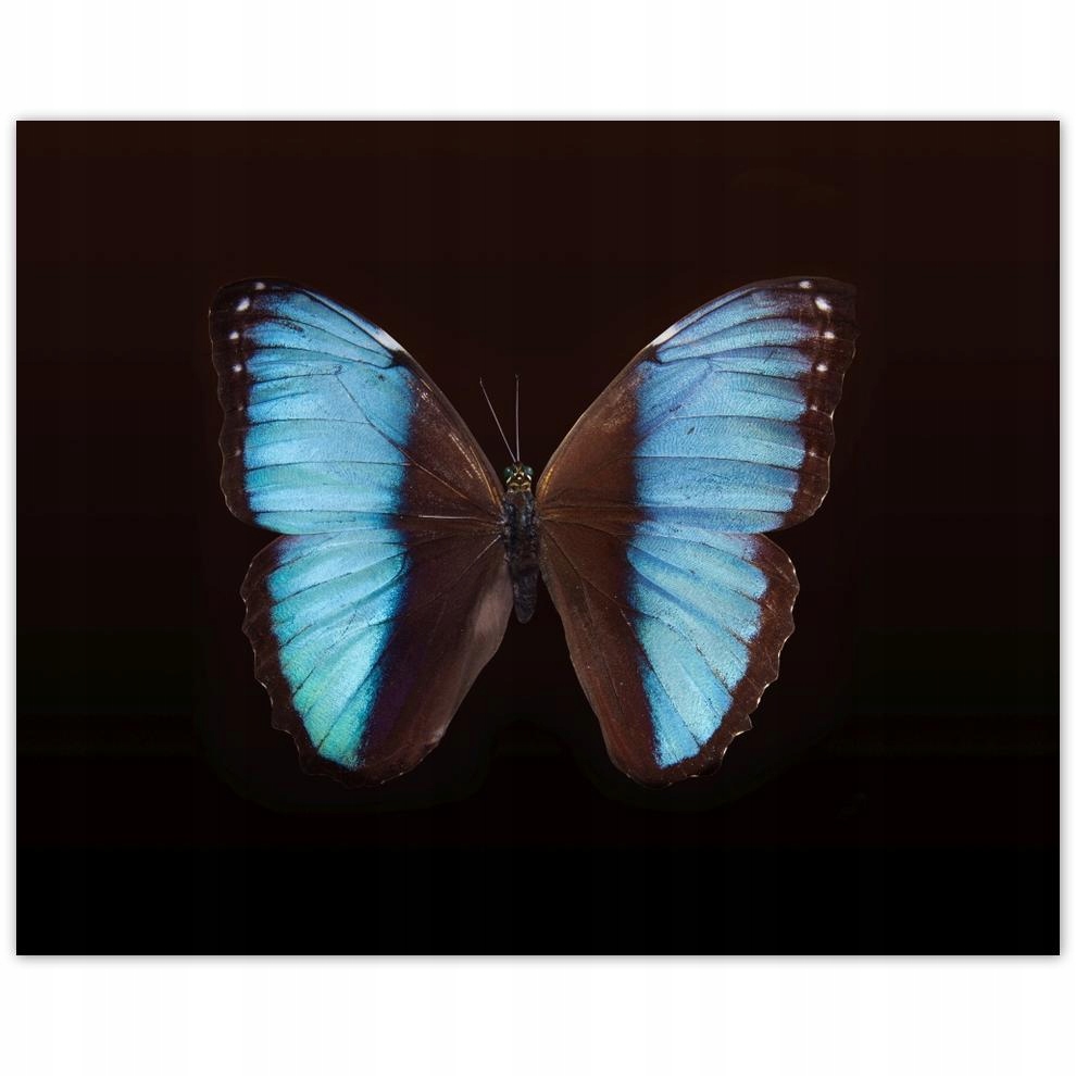 

Plakat 50x40 Błękitny motyl