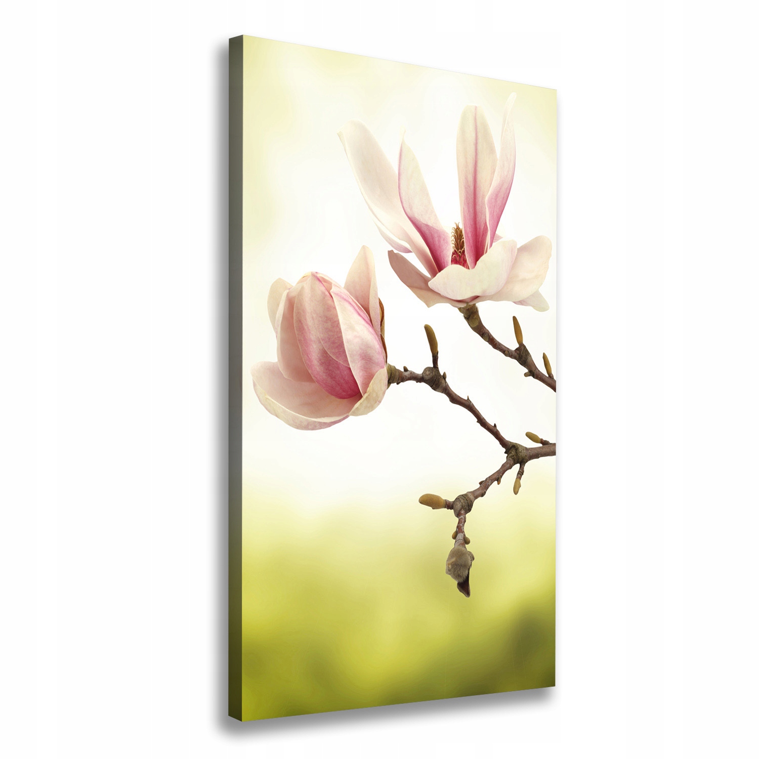 

Foto obraz na płótnie Kwiaty magnolii 50x100 cm