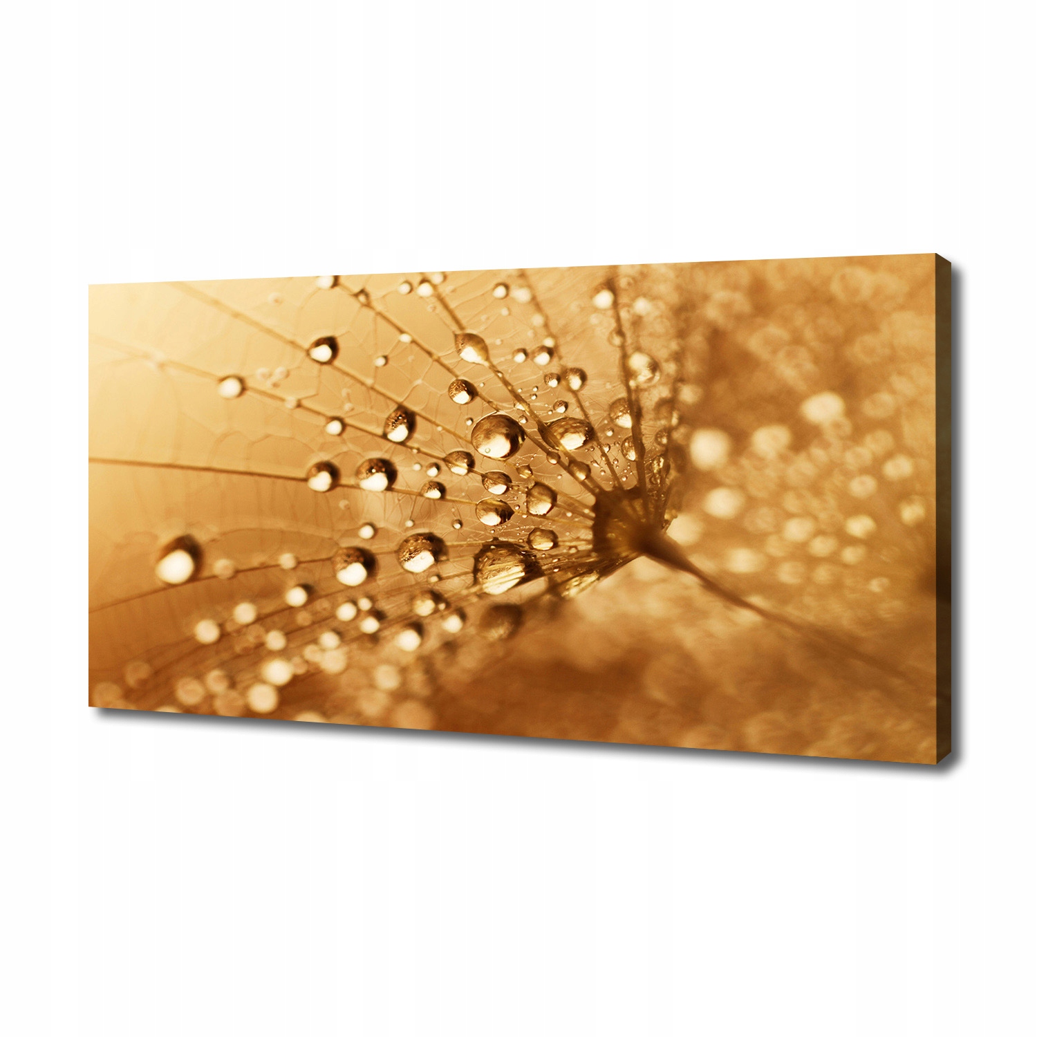 

Foto obraz canvas na ścianę Dmuchawiec 140x70 cm