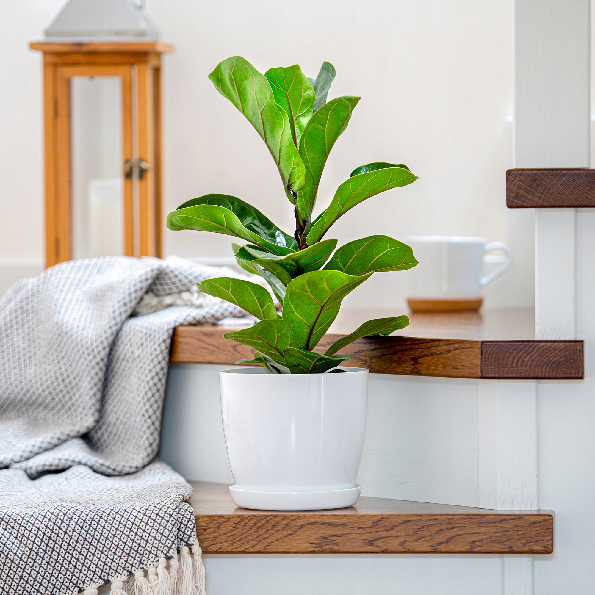 DONICZKA Z PODSTAWKĄ PLASTIKOWA OSŁONKA DONICA 14cm BIAŁA NA KWIATY KADAX Wysokość produktu 12.5 cm