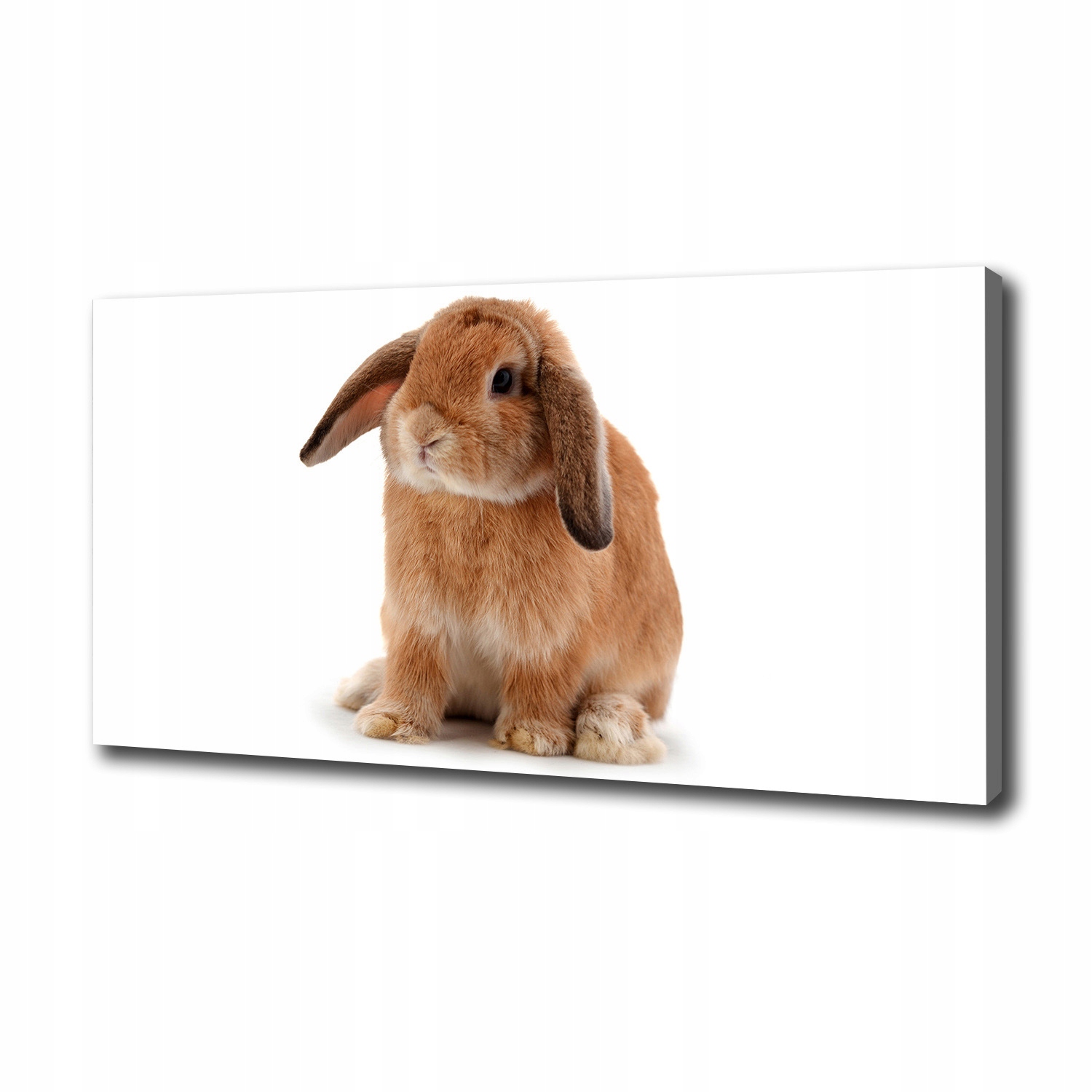

Foto obraz canvas na ścianę Rudy królik 100x50 cm