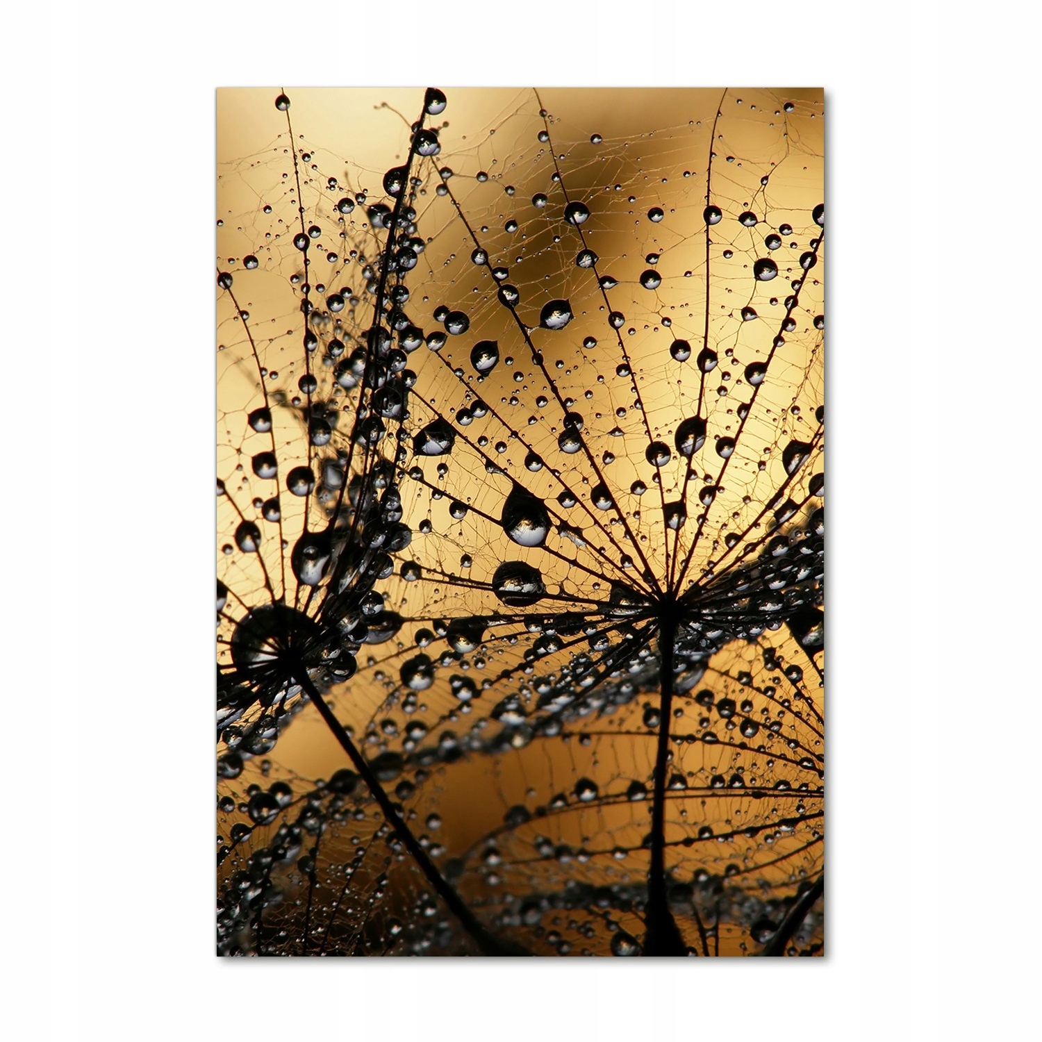 

Foto obraz akrylowy Nasiona dmuchawca 70x100 cm