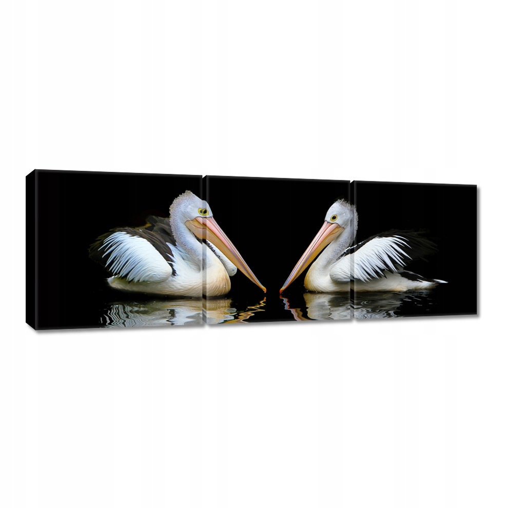 

Obrazy 150x50 Kormorany
