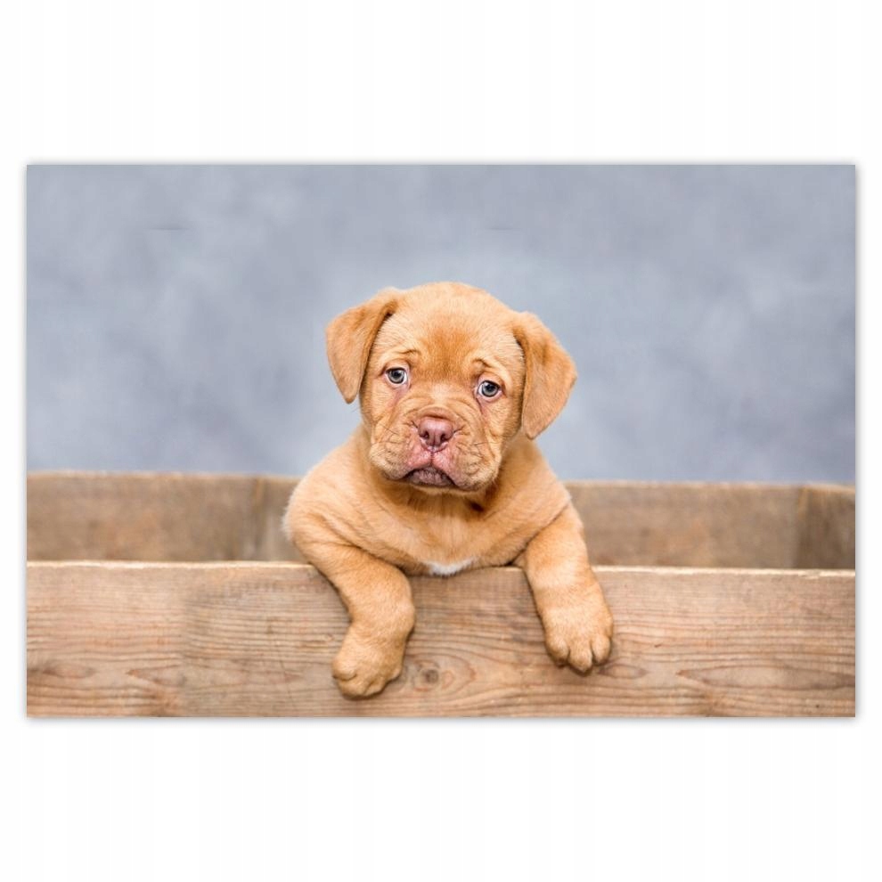 

Plakaty 60x40 Szczeniak DogueDeBordeaux