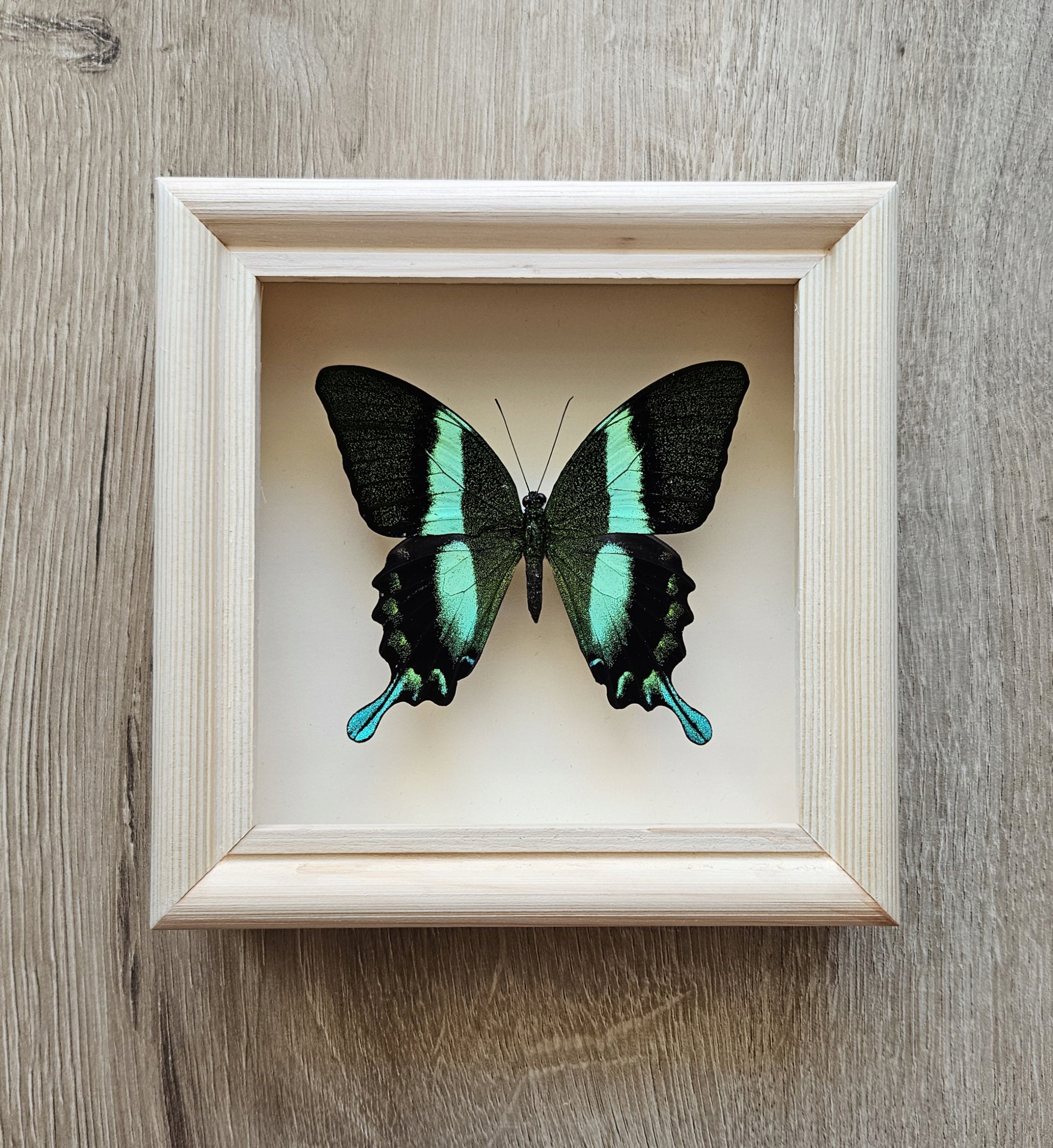 Motyl Papilio blumei w jasnej gablotce.