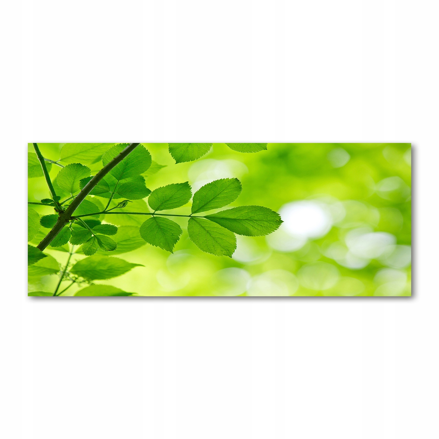 

Foto obraz akryl zdjęcie Zielone liście 125x50 cm