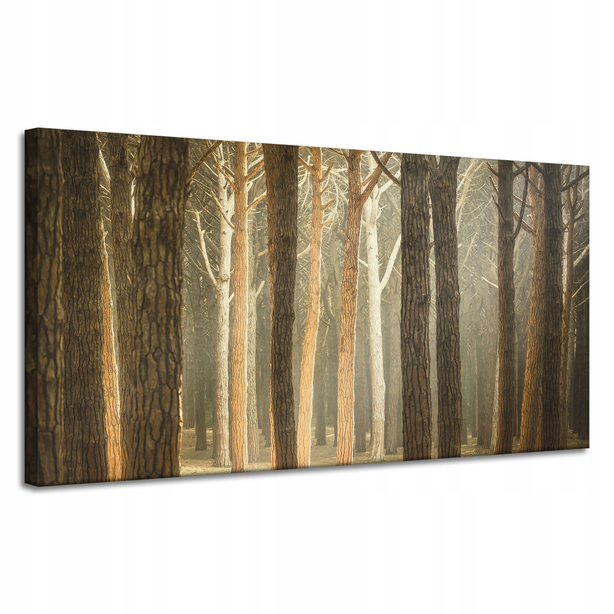 Obraz na plátně Stromy Světlo Příroda Les 120x60 cm
