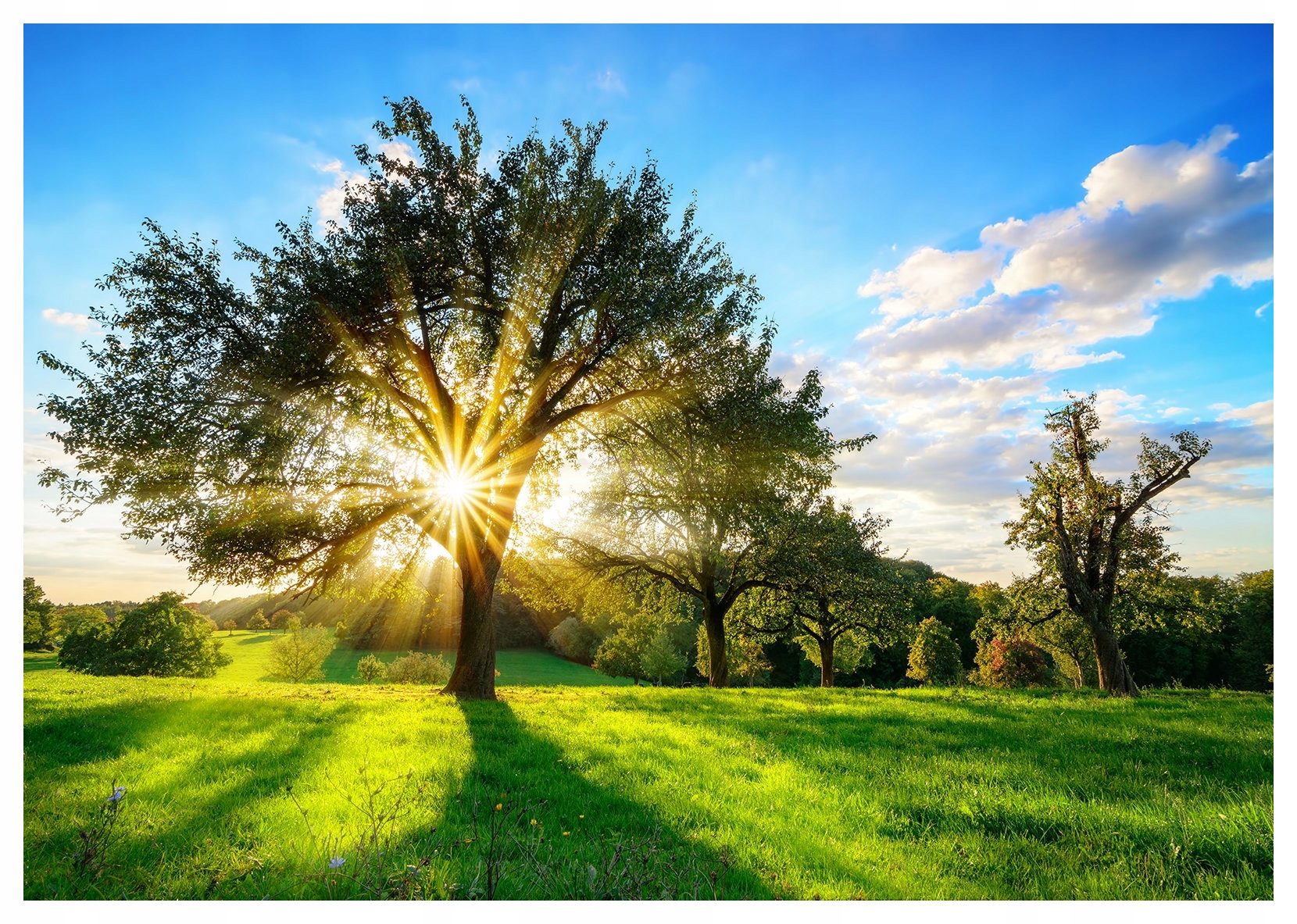 Fototapeta Slnečný deň Zelené pole vinylový strom 254x184 lepidlo
