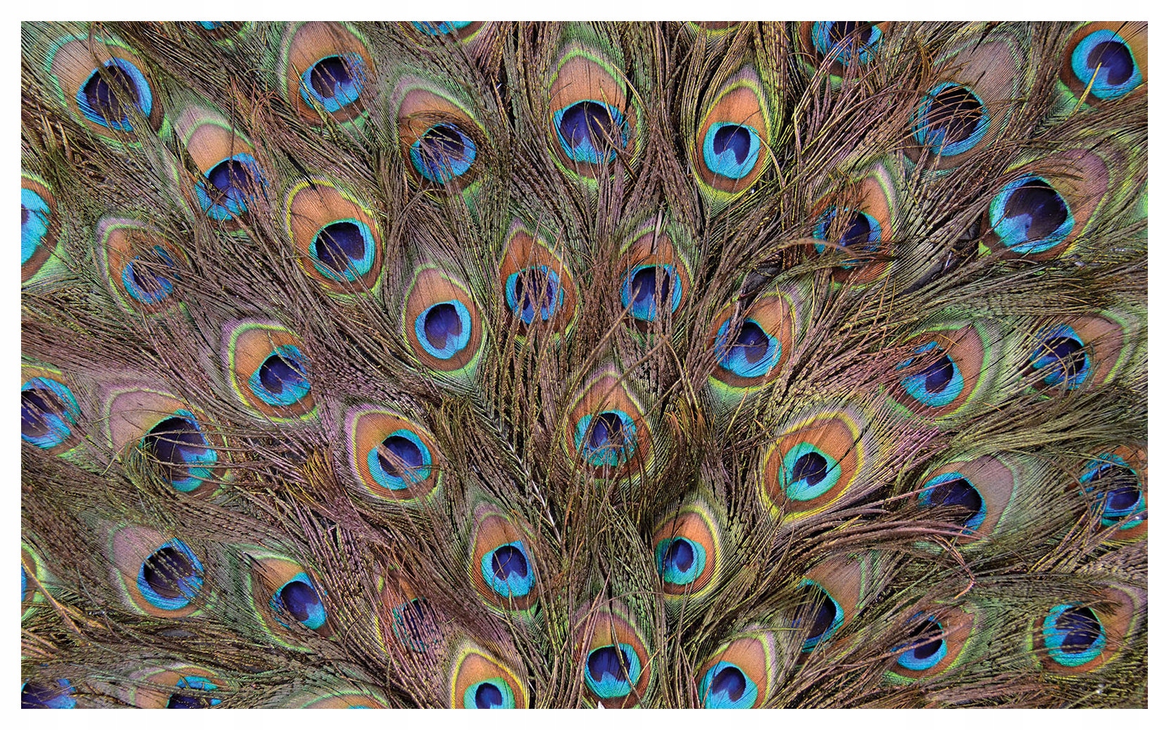 Tapeta Pávie Perie Makro Exotika Detaily Irydescentna vinyl 368x254 lepidlo