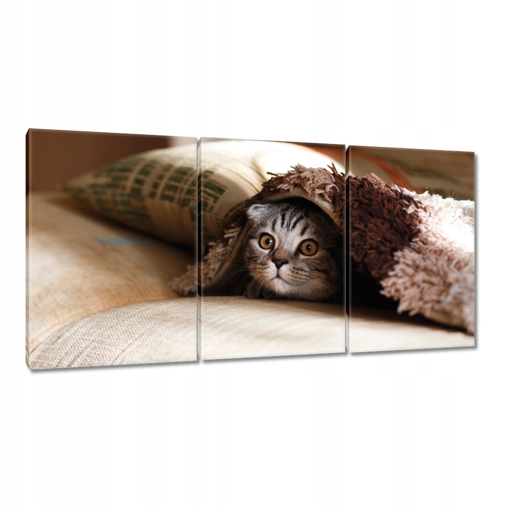

Obrazy 120x60 Kotek Kotki Koty Kicia
