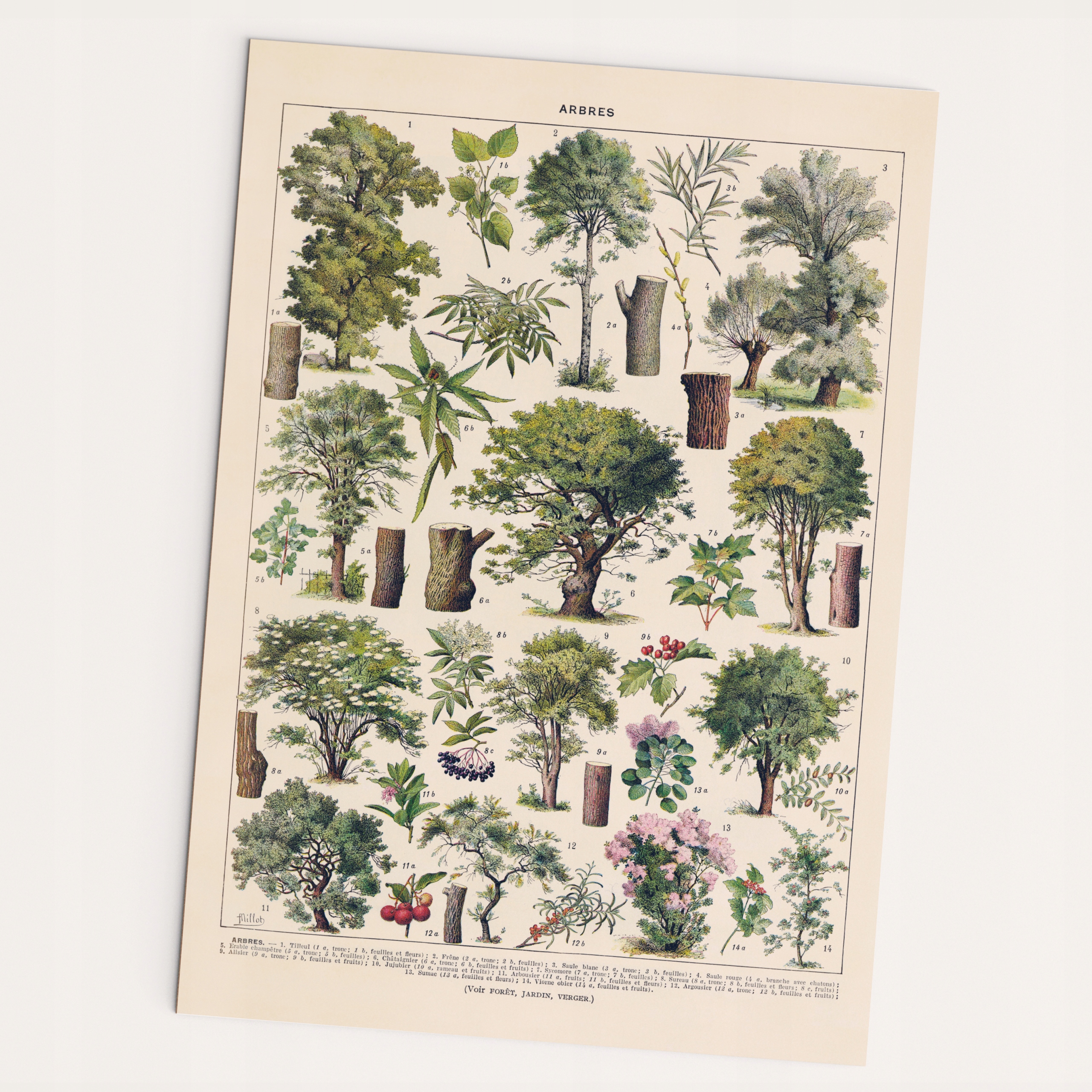 

Plakat vintage drzewa Arbres 30x40 cm