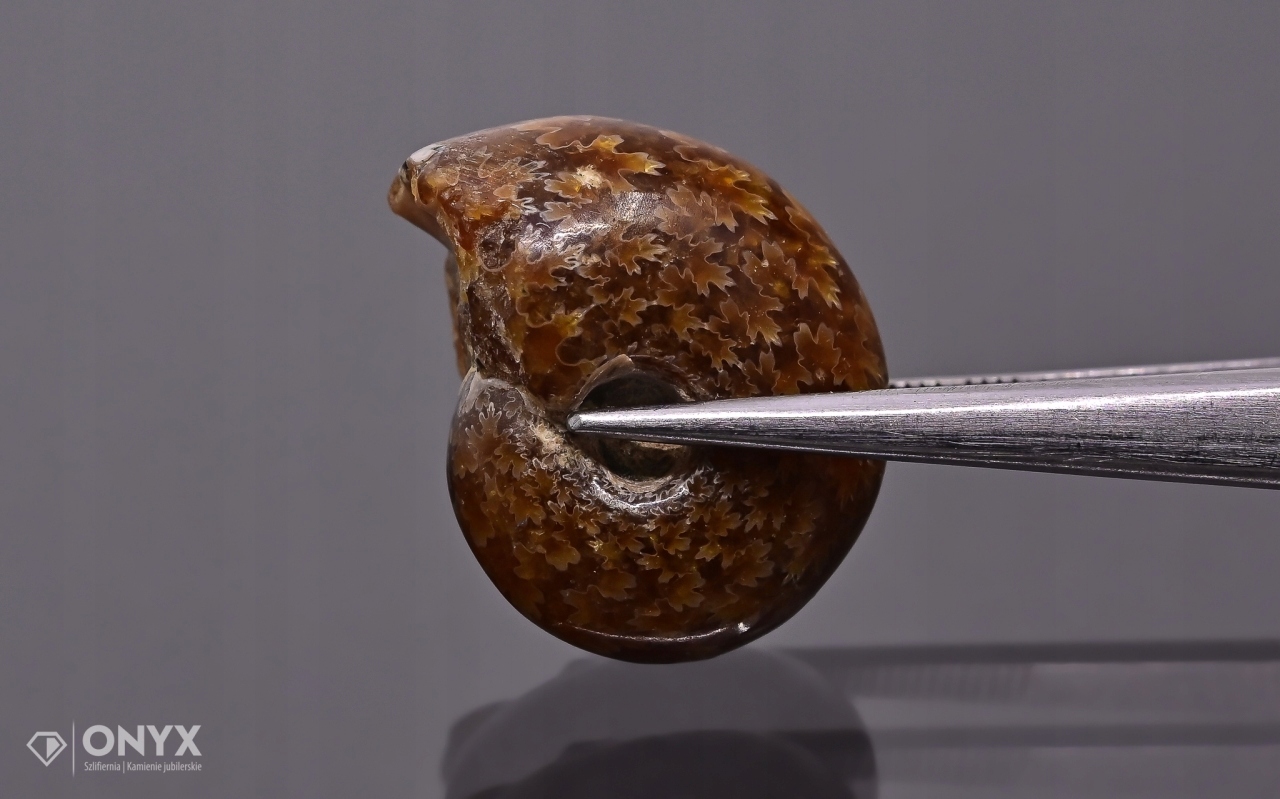 Amonit z Madagaskaru nepravidelný 19x15 mm