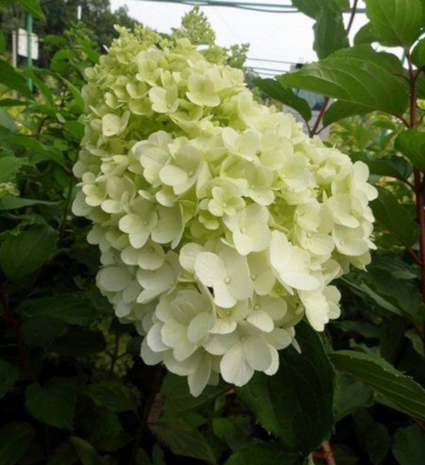 HORTENSJA SILVER DOLLAR - sadzonki w doniczkach Producent inna