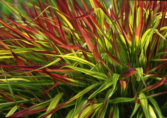 Trwa Hakonechloa macra MULLED WINE sadzonka P11 Producent inna