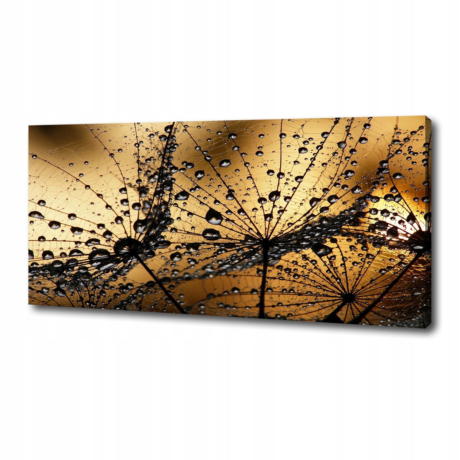 Fotoobraz obraz na plátně Semena foukače 125x50 cm