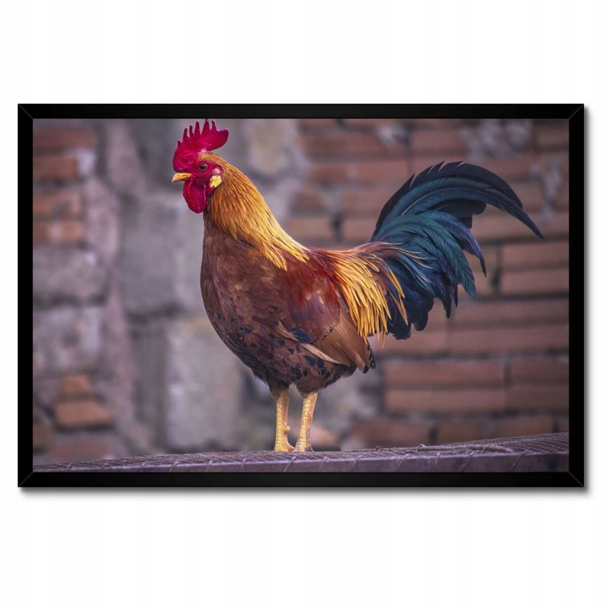 Plakáty v rámu 60x40 Kohout Skutečný bojovník