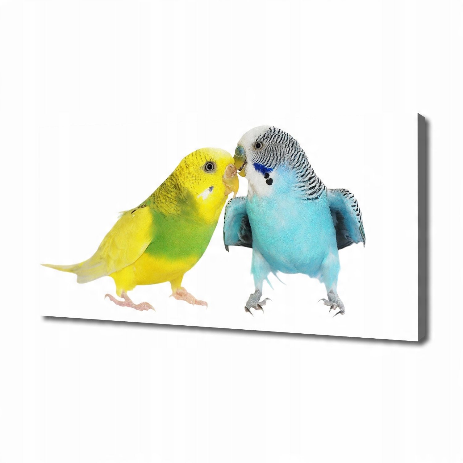 

Foto obraz na płótnie Papużki faliste 140x70 cm