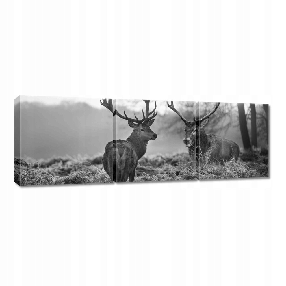 

Obrazy 150x50 Czarno-białe jelenie