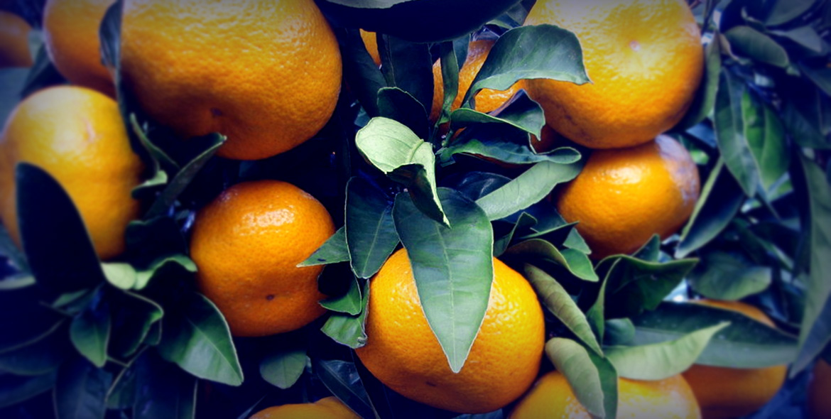 Fenzi XVII Men EDP 100ml Nowoczesne perfumy Stan opakowania oryginalne