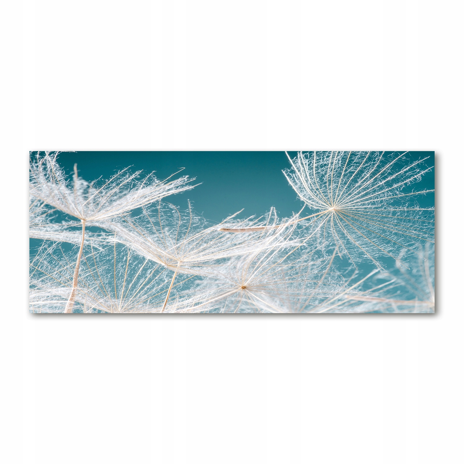 

Foto obraz szkło akryl Nasiona dmuchawca 125x50 cm