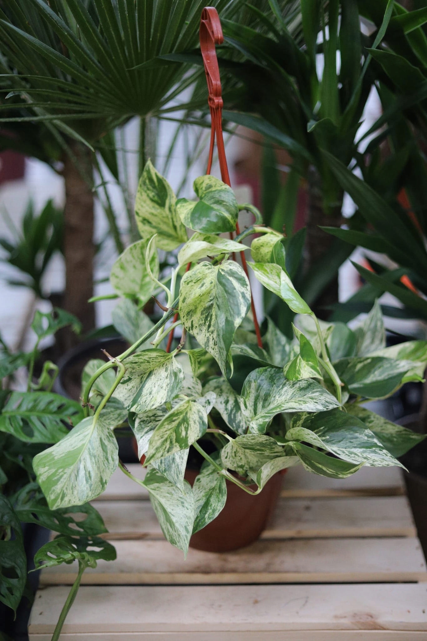 Epipremnum Marble Queen XL