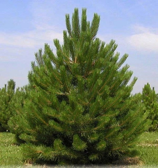 Сосна черная в горшке p9