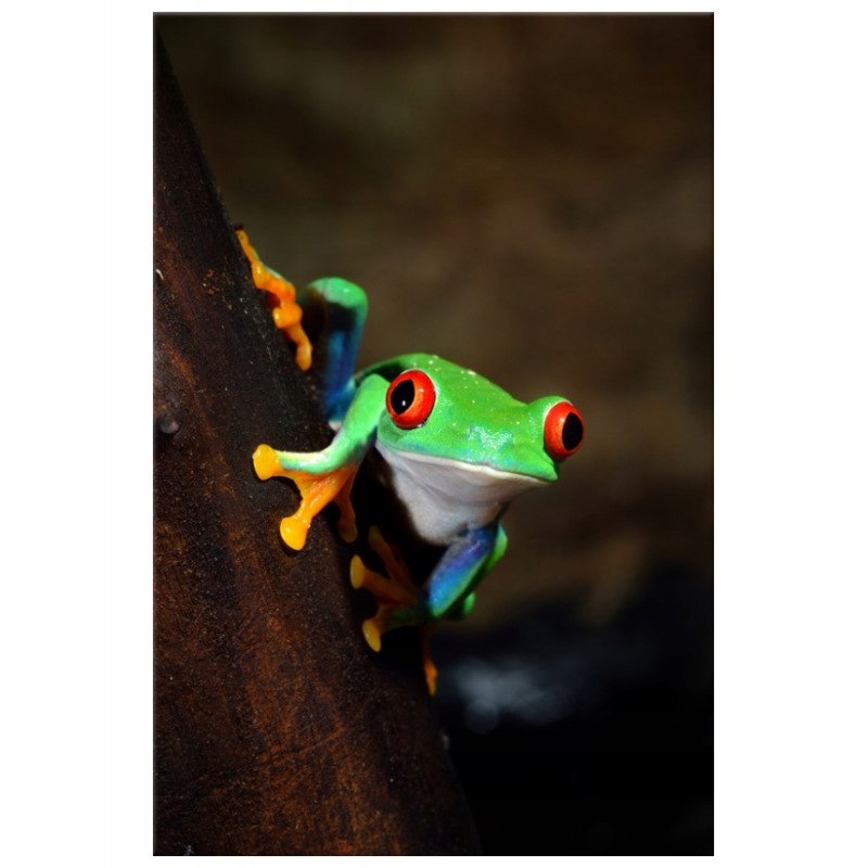 

Chwytnica czerwonooka 40x60 Foto-obraz Na Płótnie