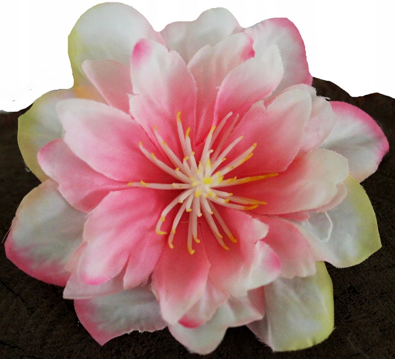 

Klematis Clematis Powojnik Mini Róż/ Ecru K1