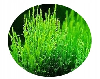 MECH AKWARIOWY FLAME MOSS Taxiphyllum sp. 'Flame'