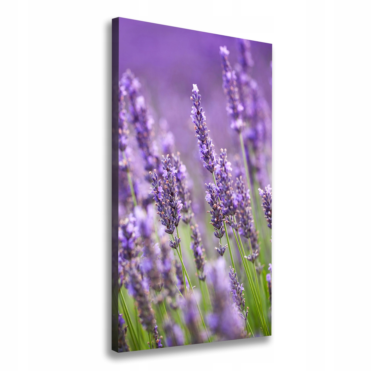 Fotoobraz canvas do obývacího pokoje Pole levandule 50x100