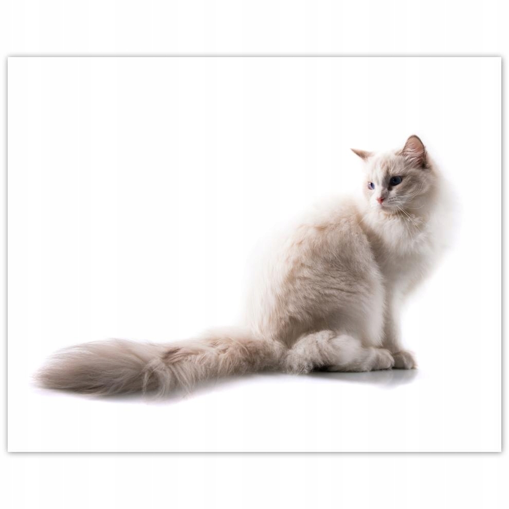

Plakat 50x40 Kot Kotki Koty Kicia