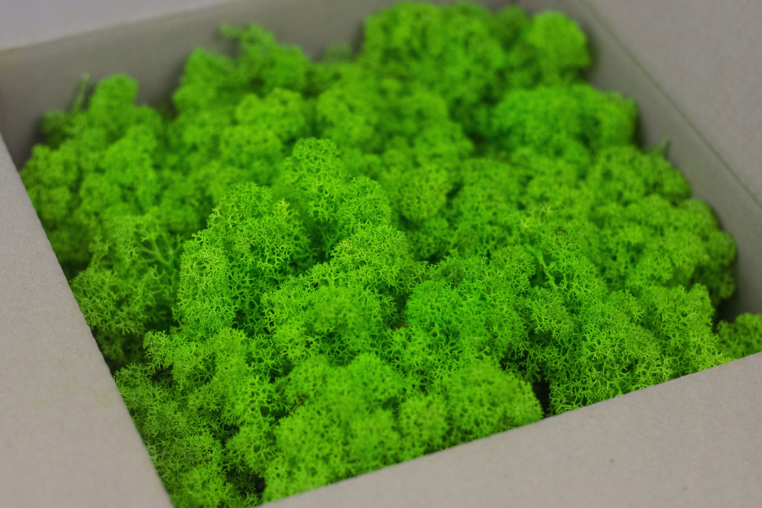 Mech Chrobotek Norweski Scandinavian 500gr