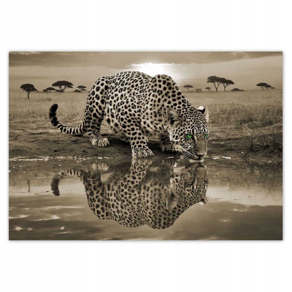 Fototapety 368x254 Tygrys Gepard Do Sypialni
