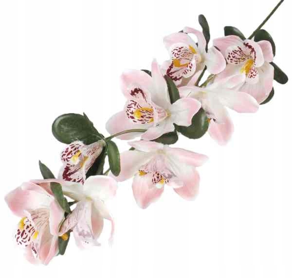 Storczyk gałązka CYMBIDIUM pink/cream ORCHIDEA