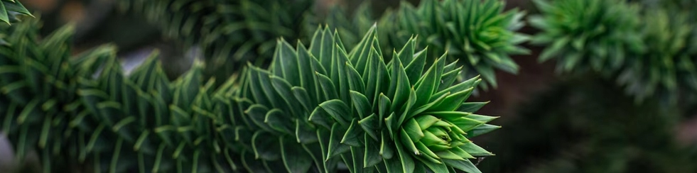 NAWÓZ JESIENNY POD IGLAKI TUJE TUI TUJA 10KG SIARKOPOL GRANULAT Zastosowanie do roślin iglastych