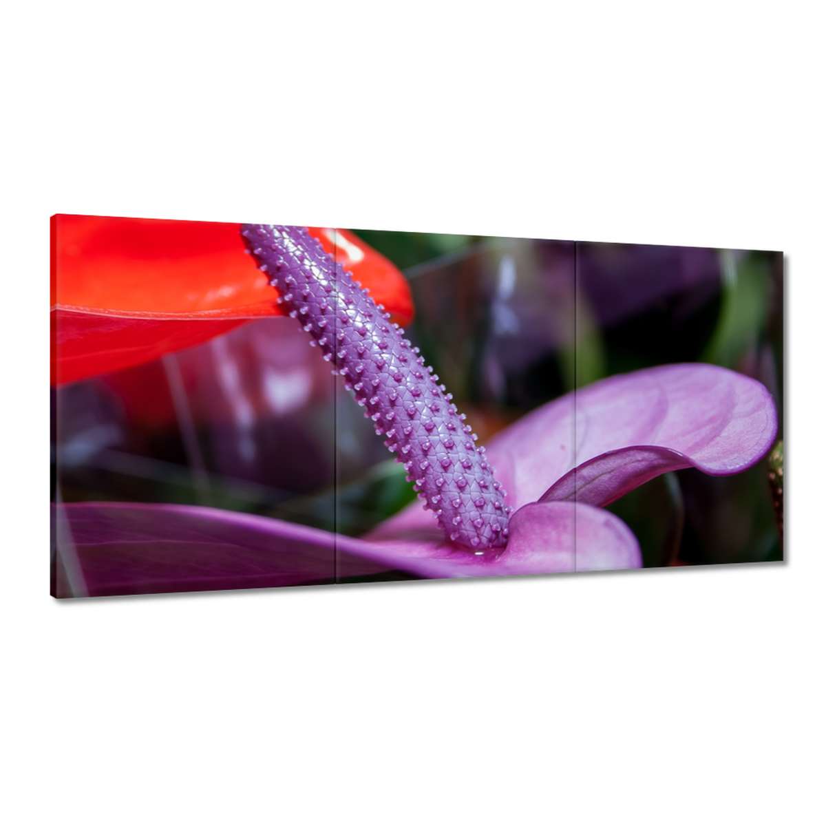Obrazy 180x90 Fialové anturium