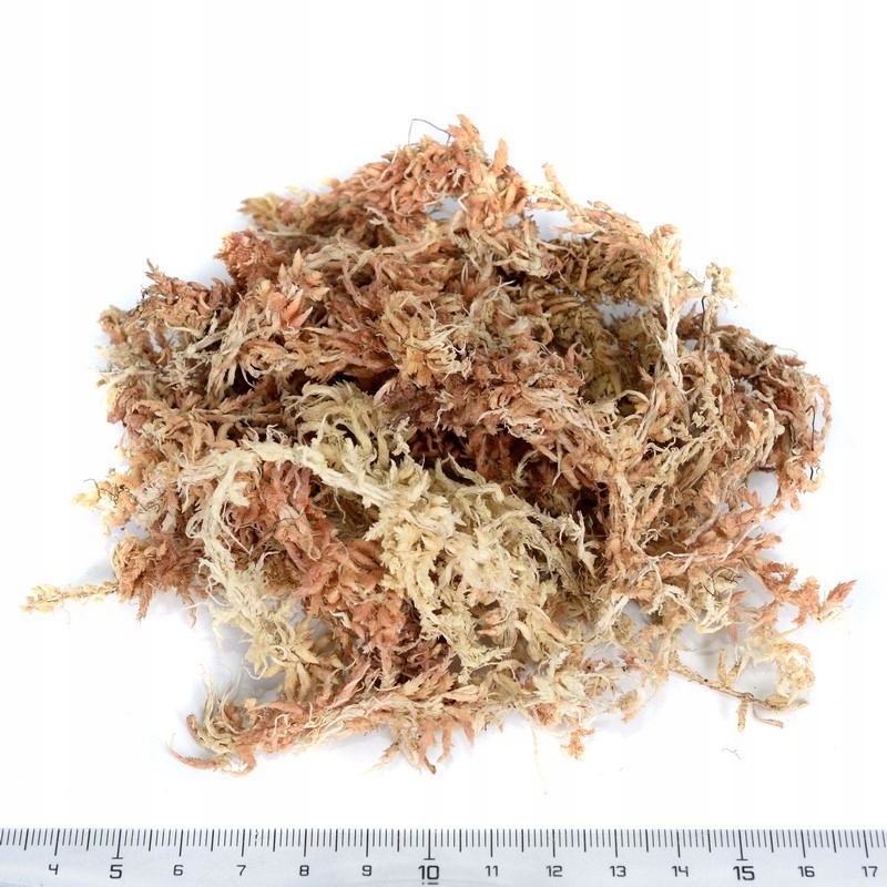 

Mech Spagmoss Sphagnum Ukorzeniacz Roślin 100g 4L