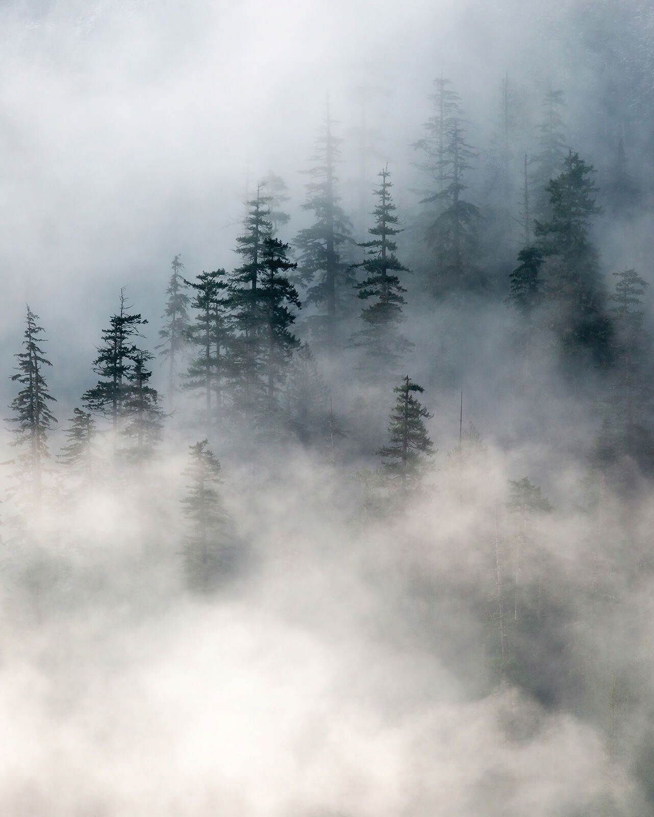 

Górski zamglony las iglasty sosny plakat 40x50 cm