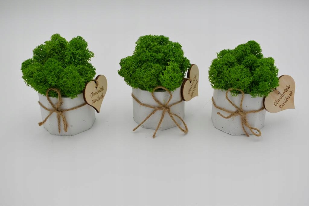 Chrobotkowy las mini w betonowej doniczce Szerokość produktu 5 cm