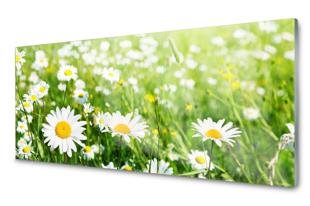 

Panel szklany do kuchni Stokrotka Kwiat 125x50