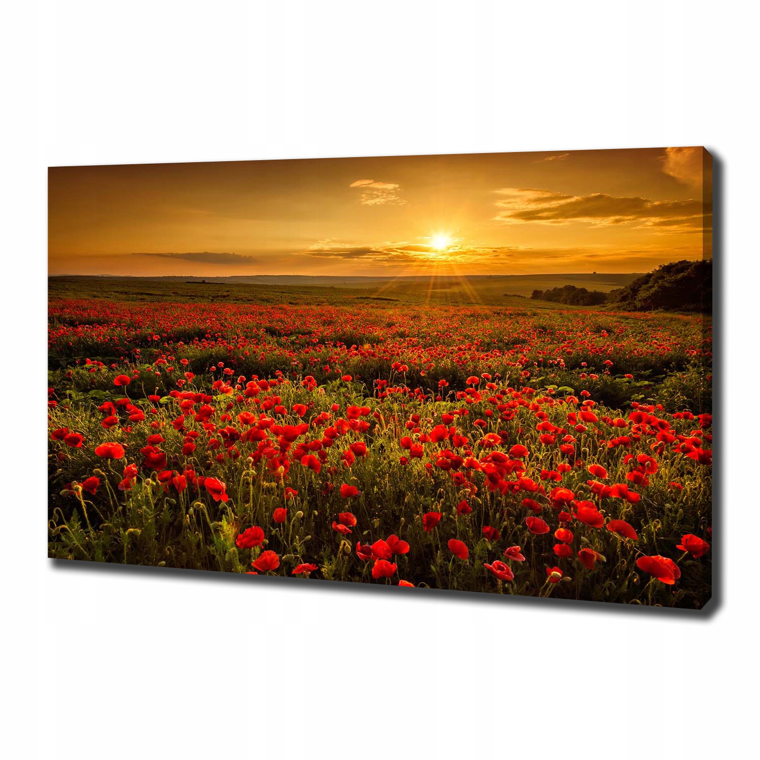 

Foto obraz canvas na ścianę Pole maków 100x70 cm