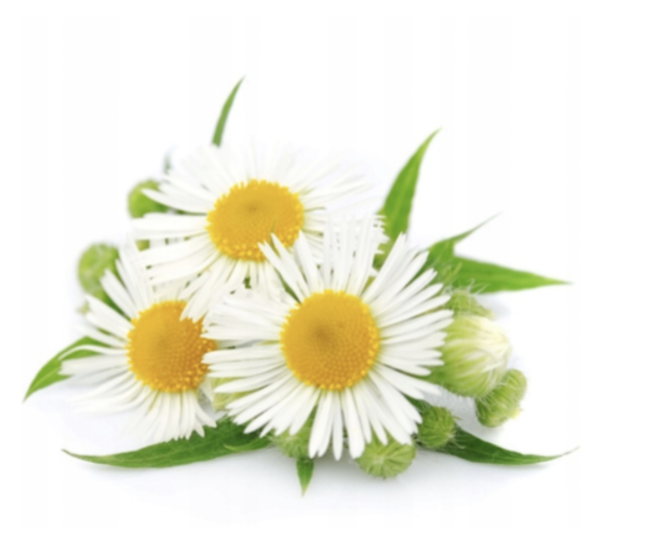 Pasta do zębów Ecodenta 100 ml EAN (GTIN) 4770001333884