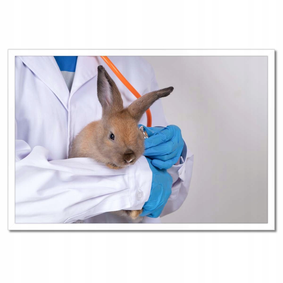 Plakáty v rámu 60x40 Veterinář králík