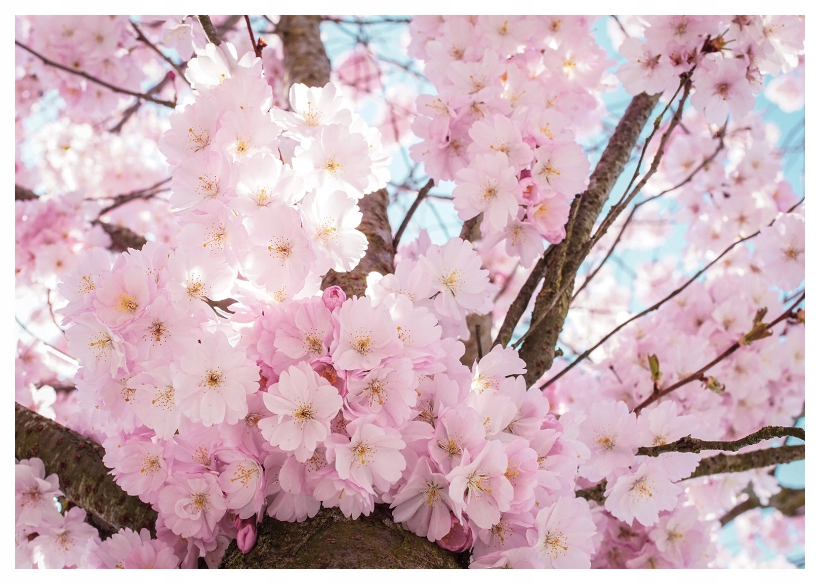 Vliesová fototapeta Kvitnúca čerešňa s jemnosťou sakury 416x254 lepidlo